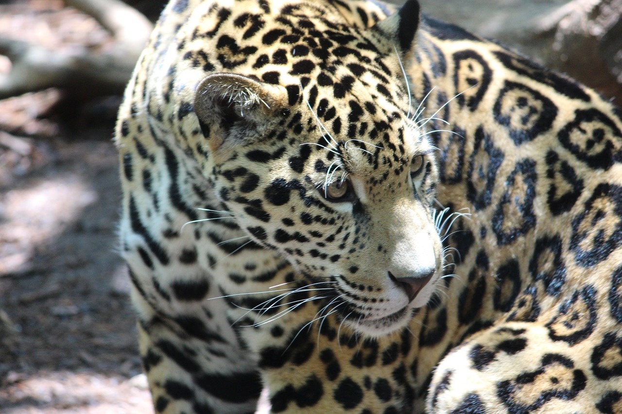 jaguar-639549_1280.jpg