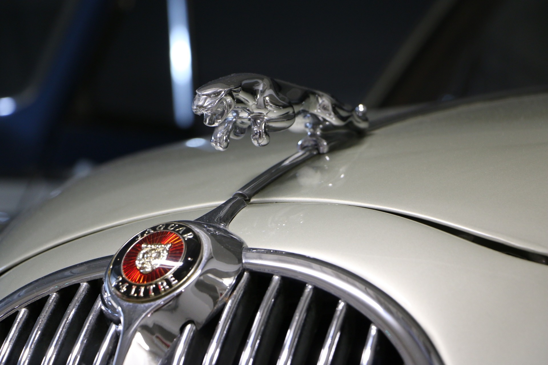 jaguar-753314_1920.jpg
