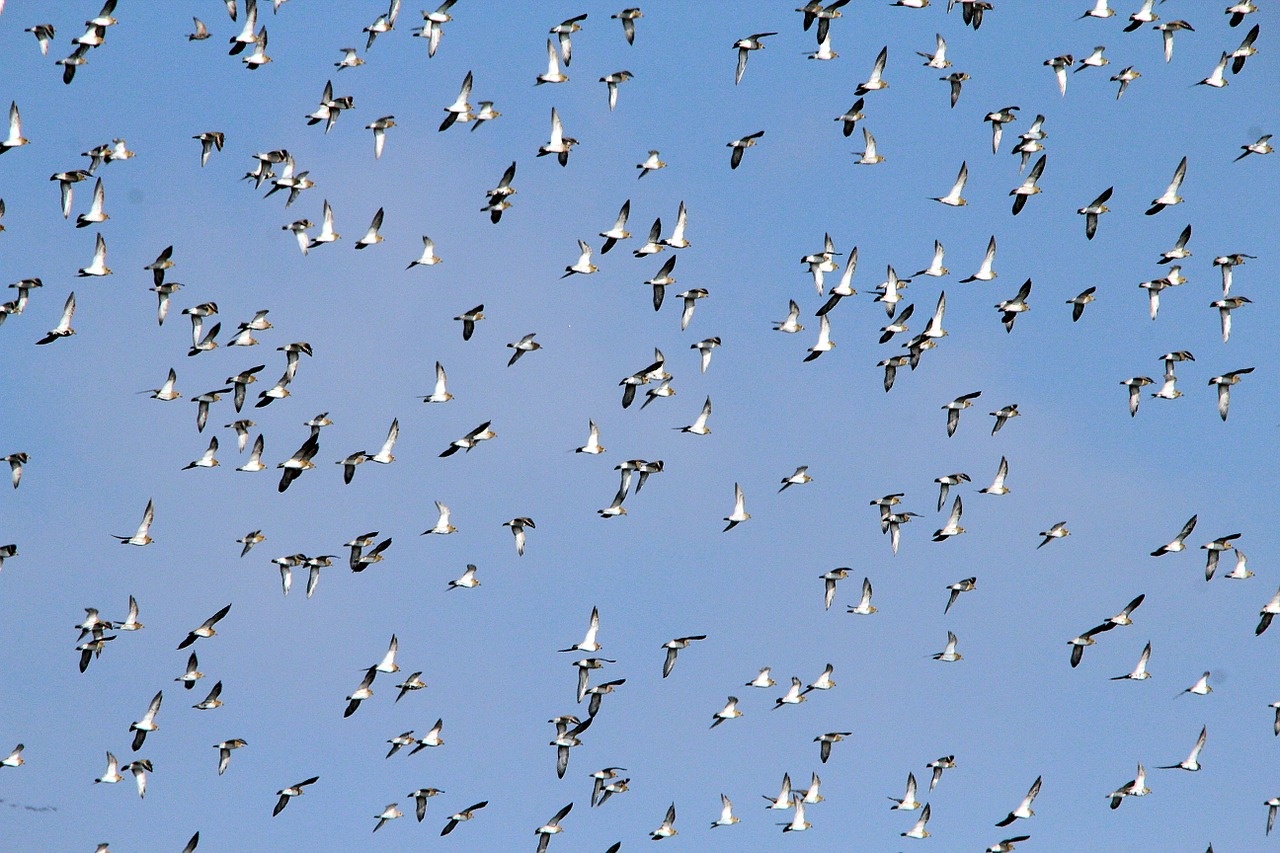 flock-of-birds-811082_1280.jpg