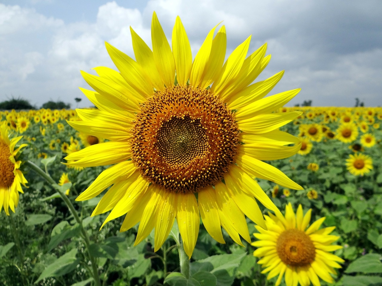 flower-204161_1280.jpg