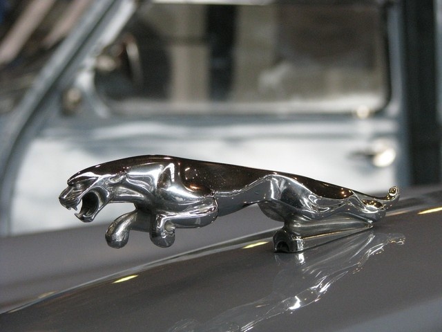 29pL.jaguar_353759_1280_jpg.jpg