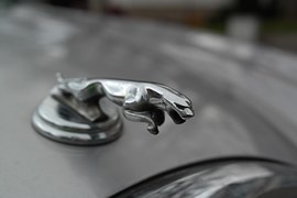 jaguar-999515__180.jpg