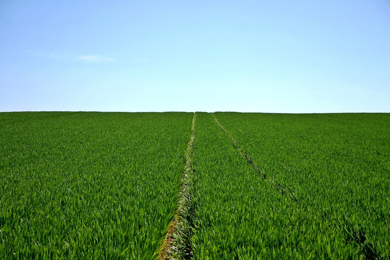 cereals-480691_1280.jpg
