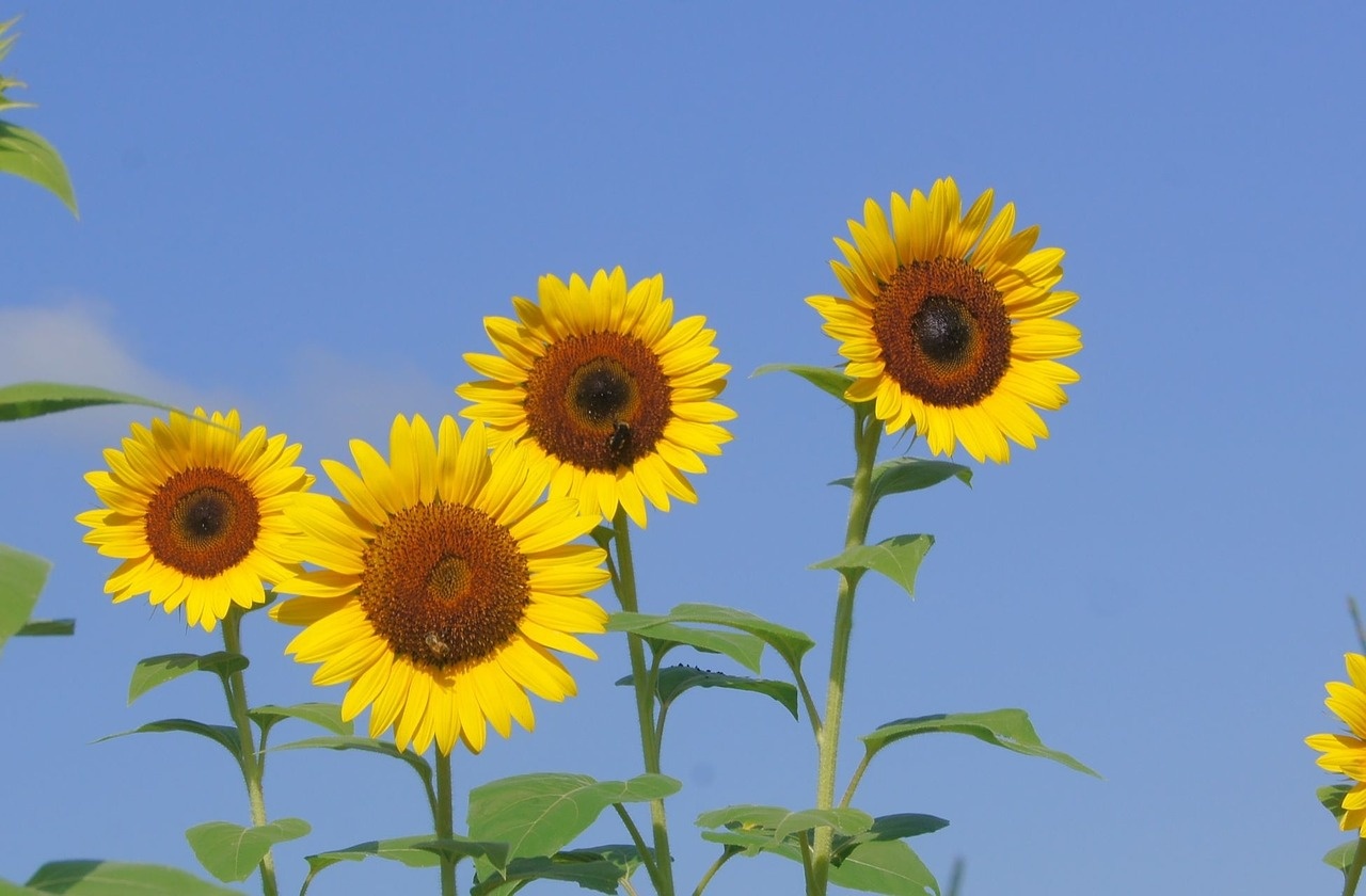 sunflower-846183_1280.jpg
