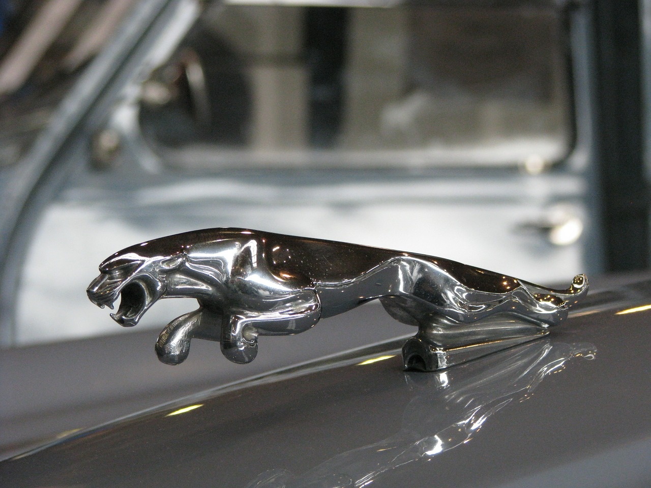 jaguar-353759_1280.jpg