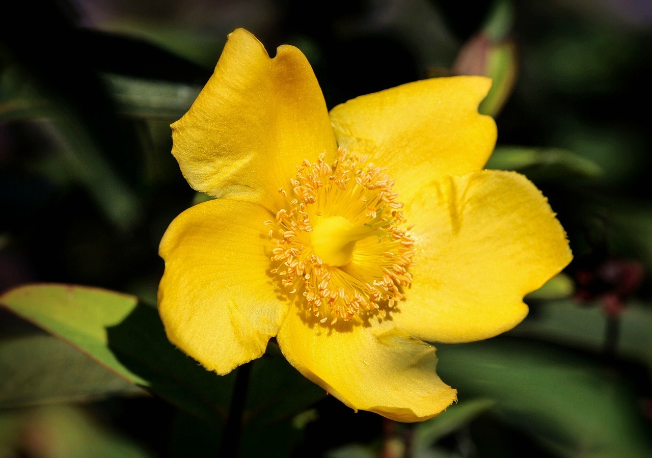 flower-188418_1280.jpg