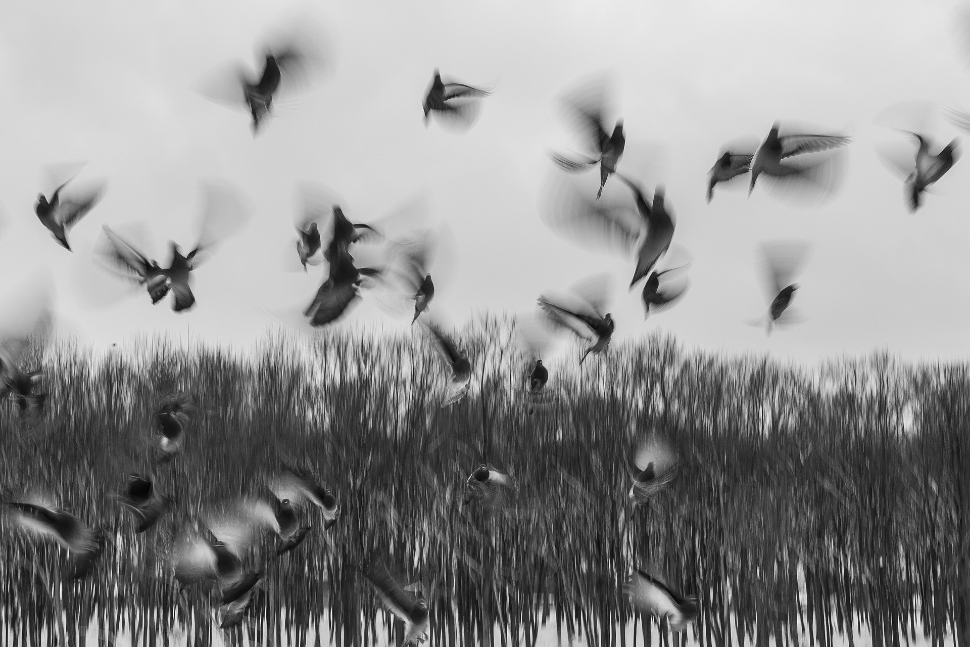 birds-801778_1920.jpg