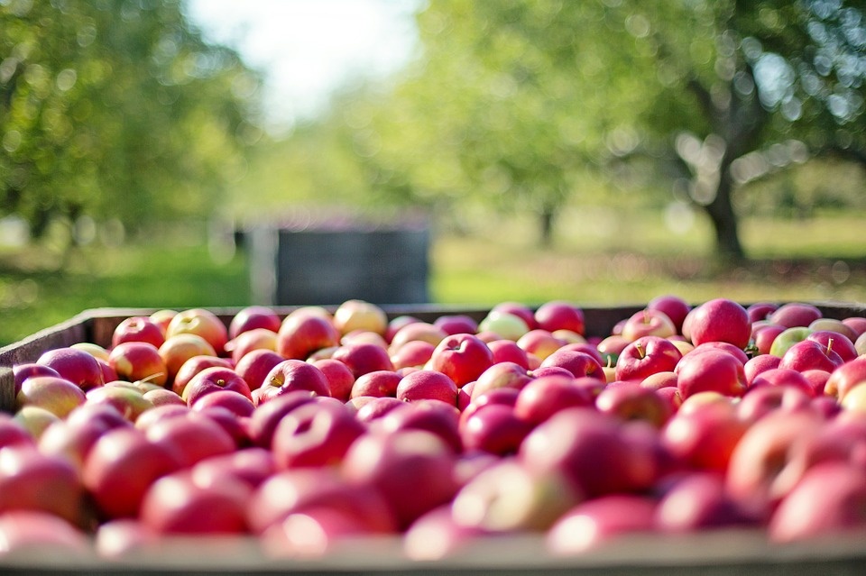 apples-1004886_960_720.jpg