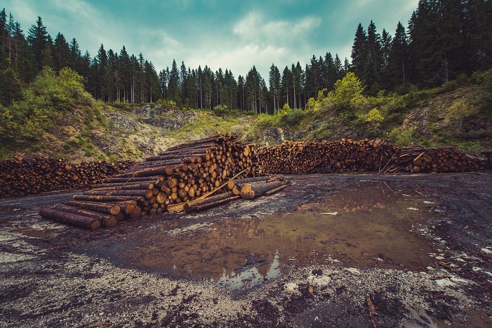 forestry-960806_960_720.jpg