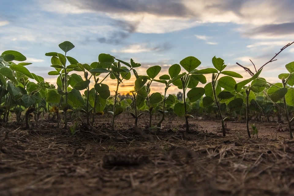 field-932765_960_720.jpg
