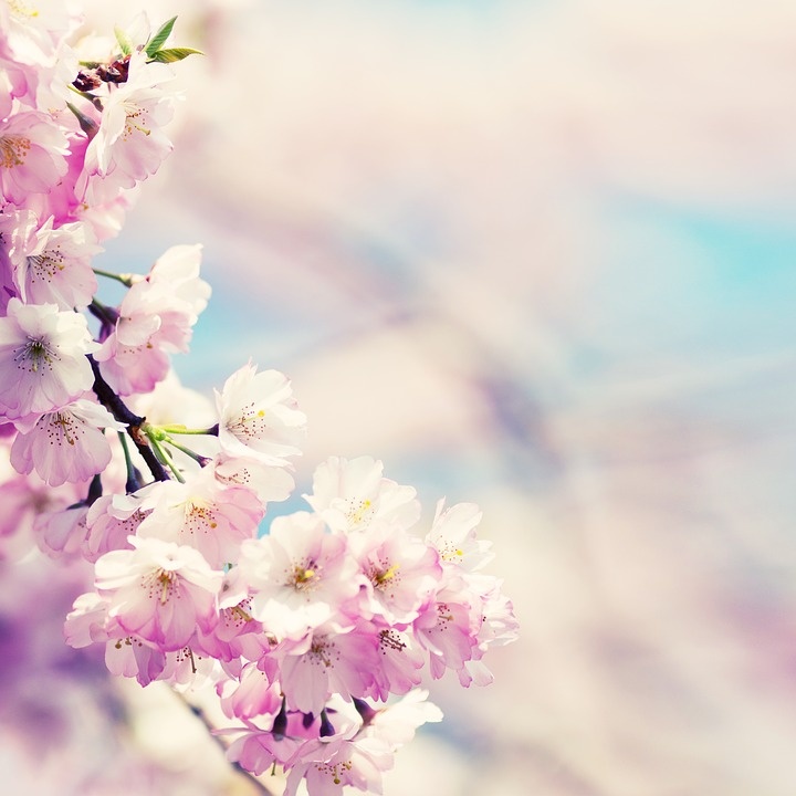 flowers-1198159_960_720.jpg