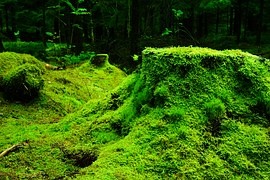 forest-483206__180.jpg