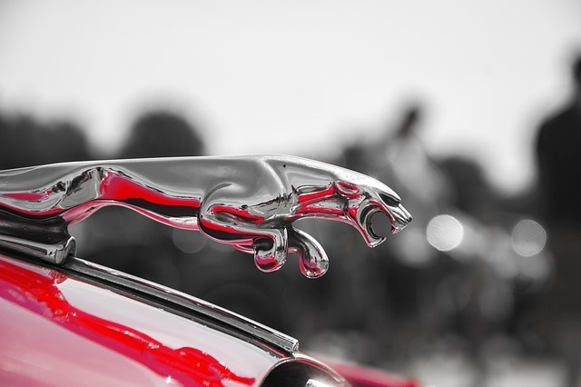 jaguar-953957_640.jpg