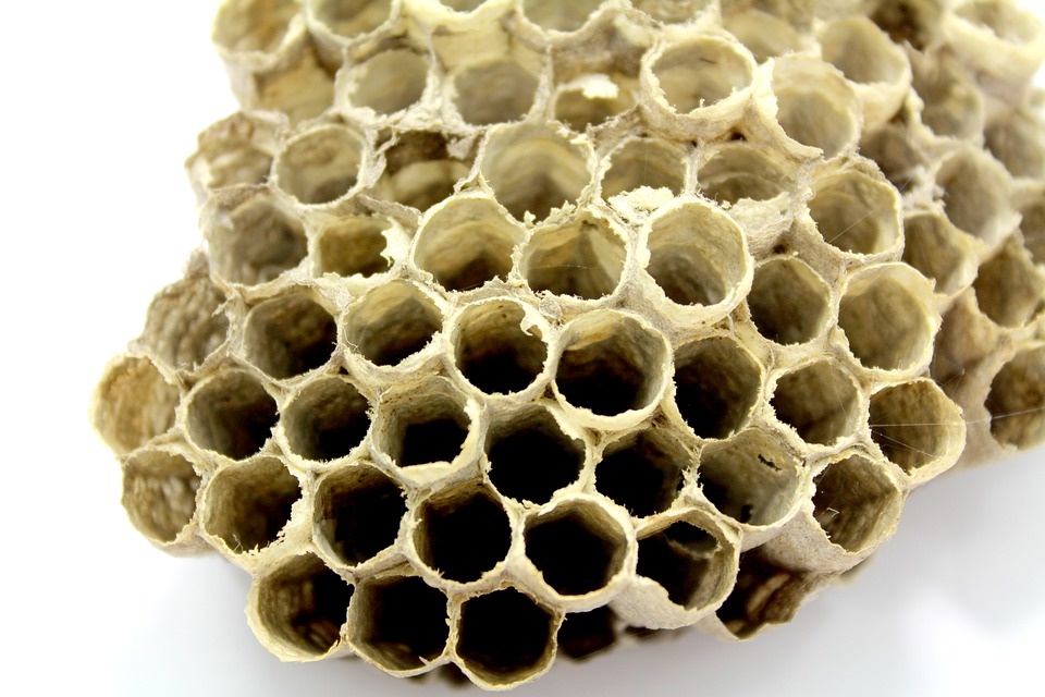 honeycombs.jpg