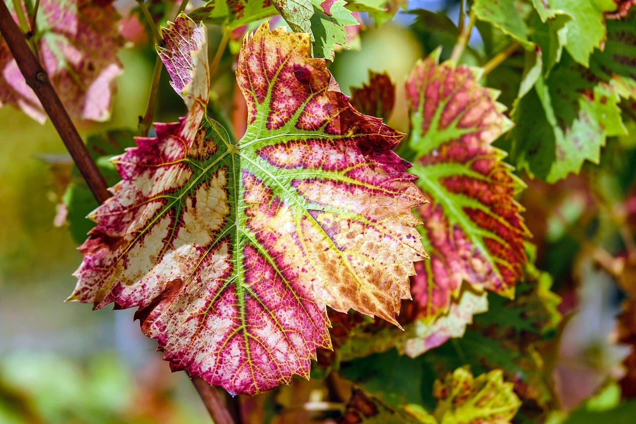 wine-leaf-1720133_1280.jpg