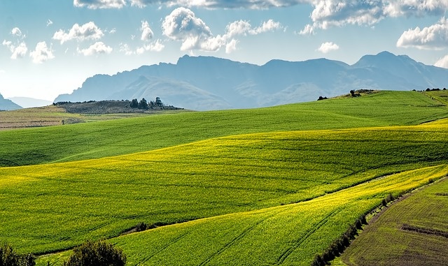 canola-fields-1911392_640.jpg