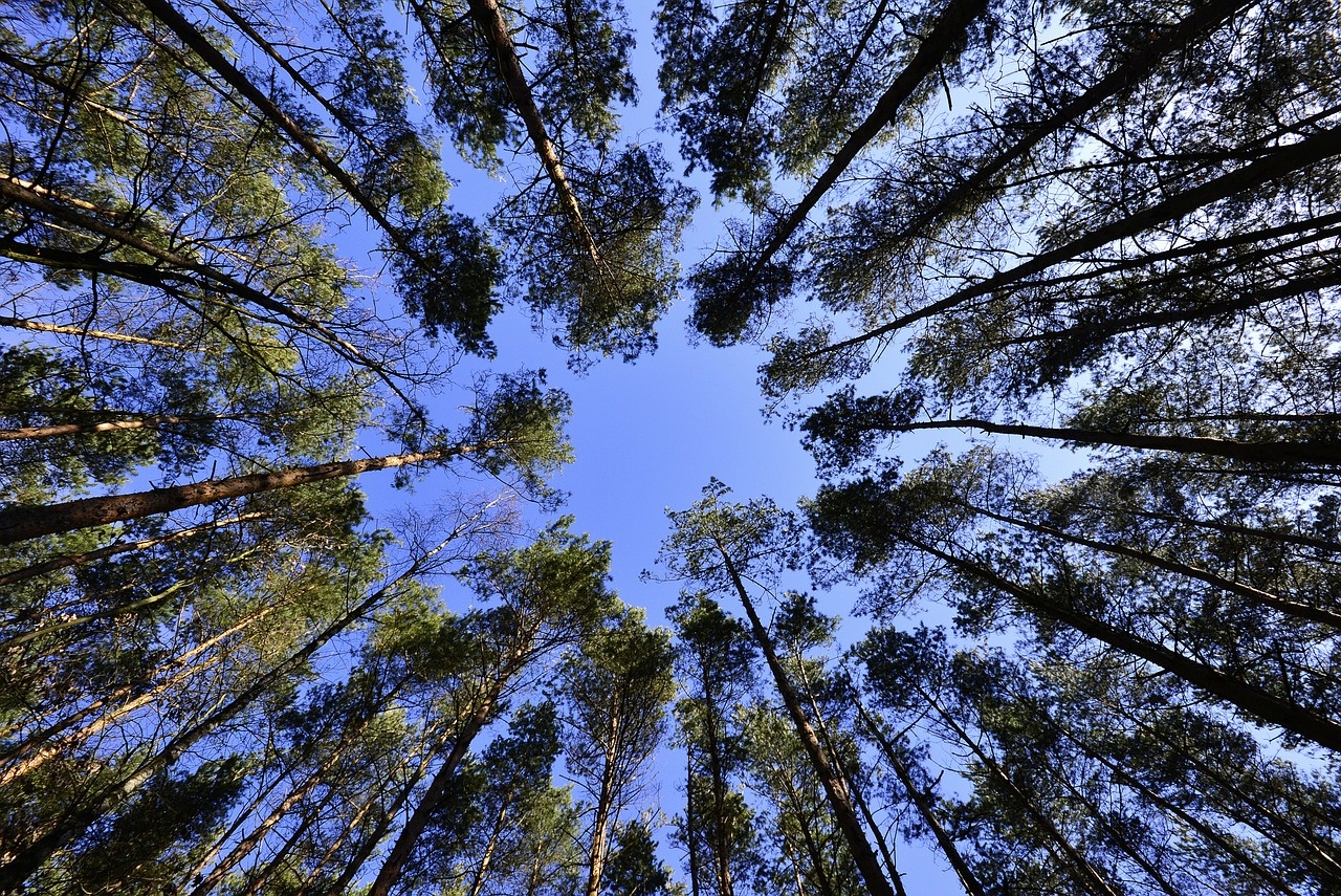 forests-231066_1280.jpg