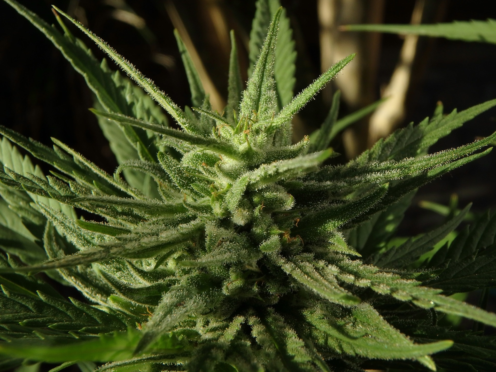 cannabis-2677505_1920.jpg
