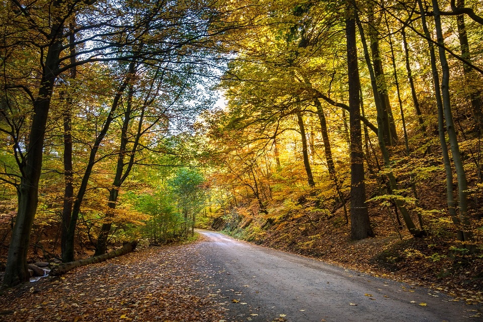 forest-2942592_960_720.jpg