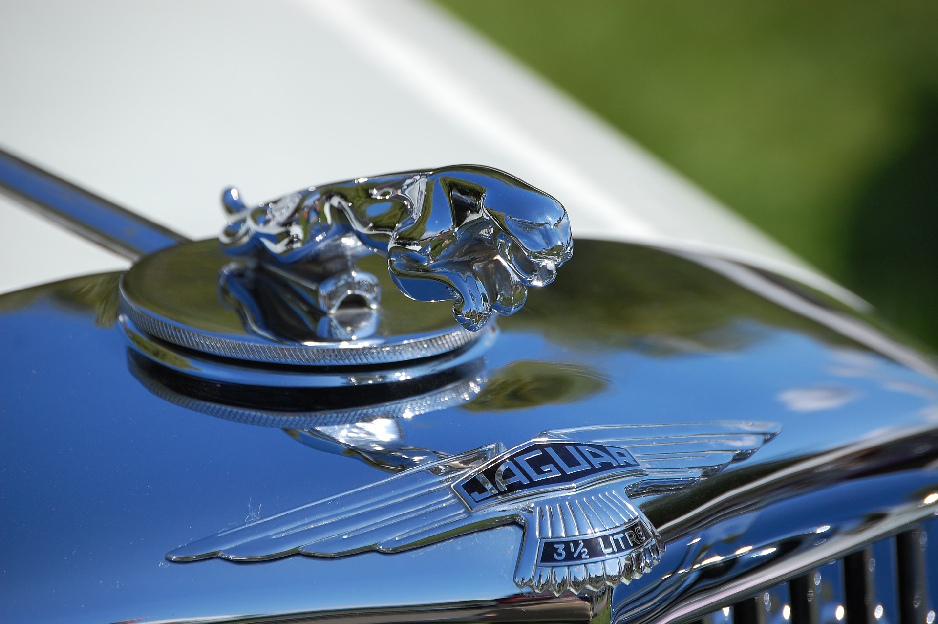 jaguar-2310644_1920.jpg