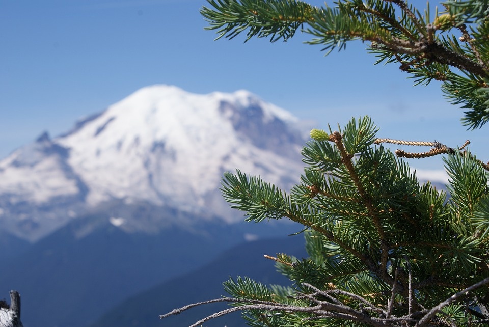 nature-3104767_960_720.jpg