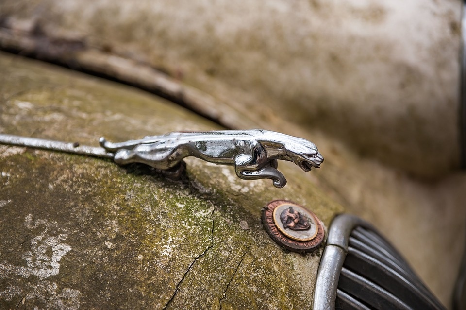 jaguar.jpg