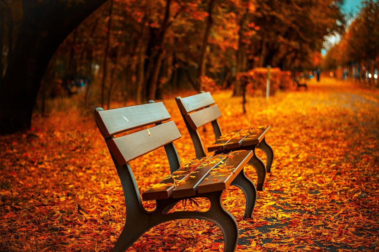 bench-560435_1280.jpg