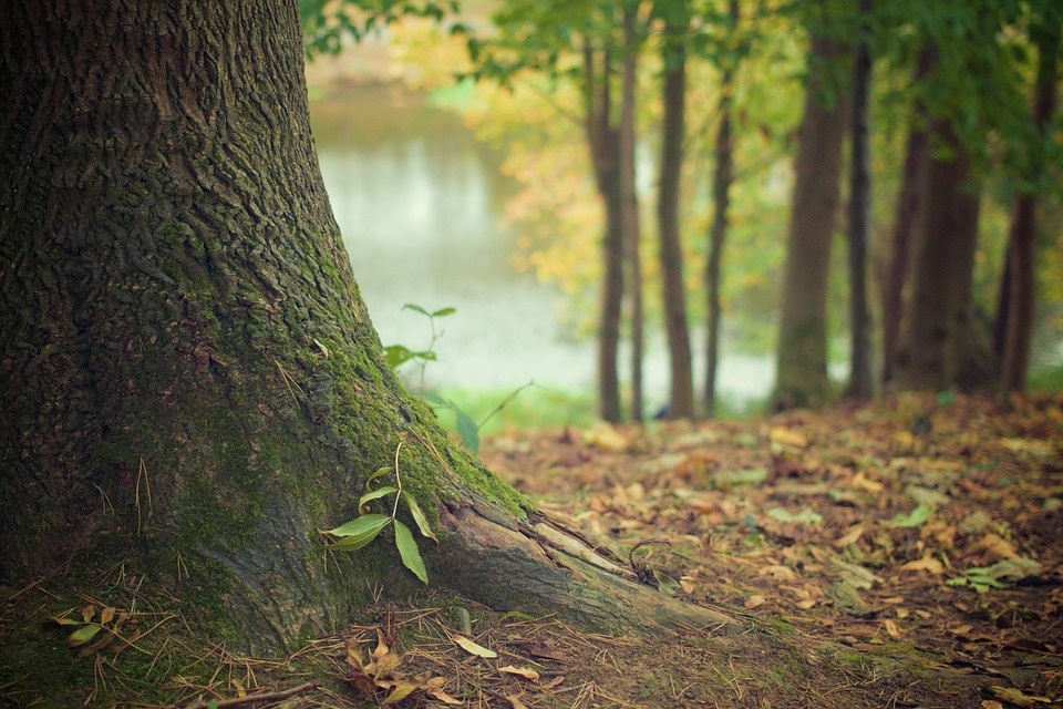 albero.jpg