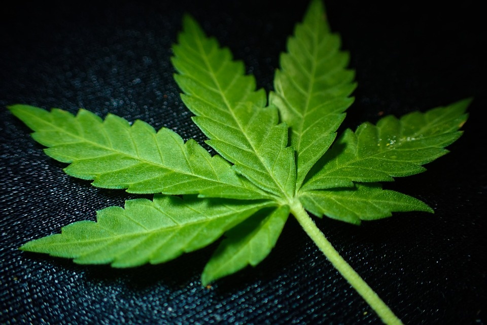 marihuana.jpg