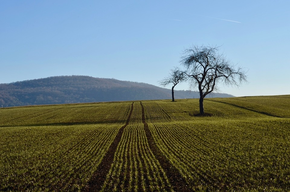 arable land.jpg