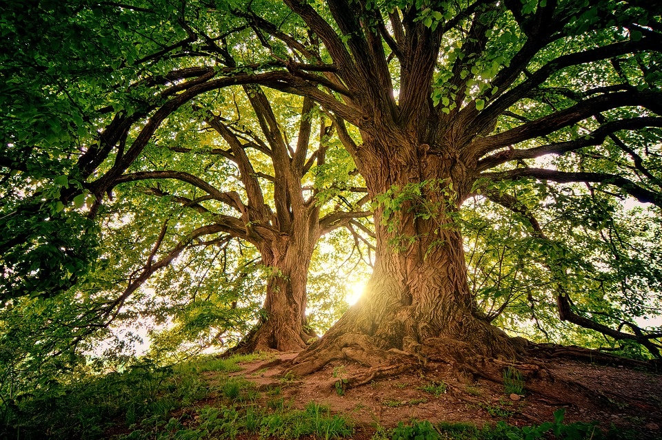 wood.jpg