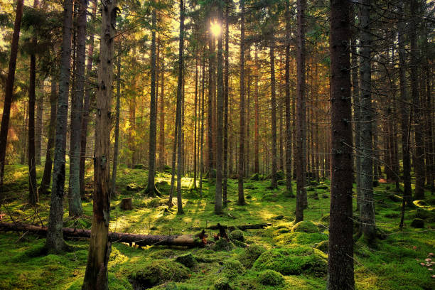forests.jpg