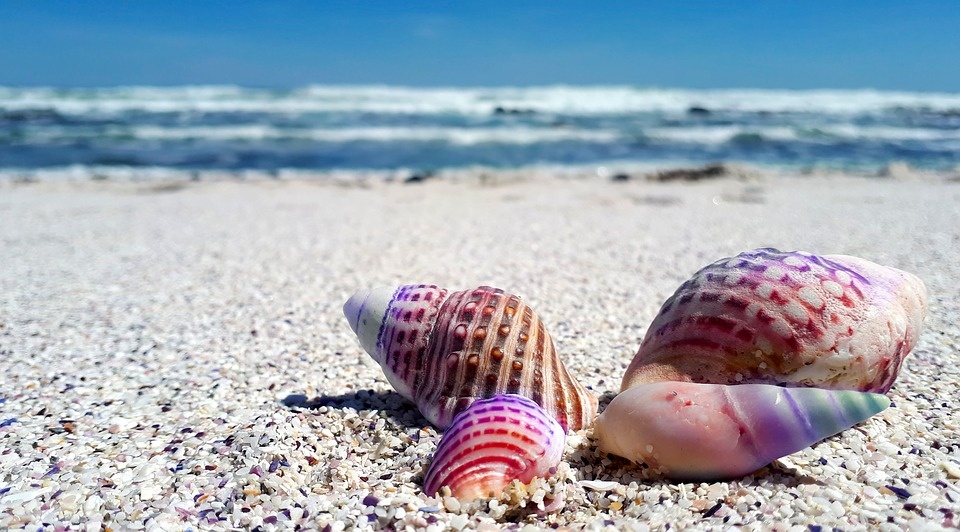 seashell-2821388_960_720.jpg