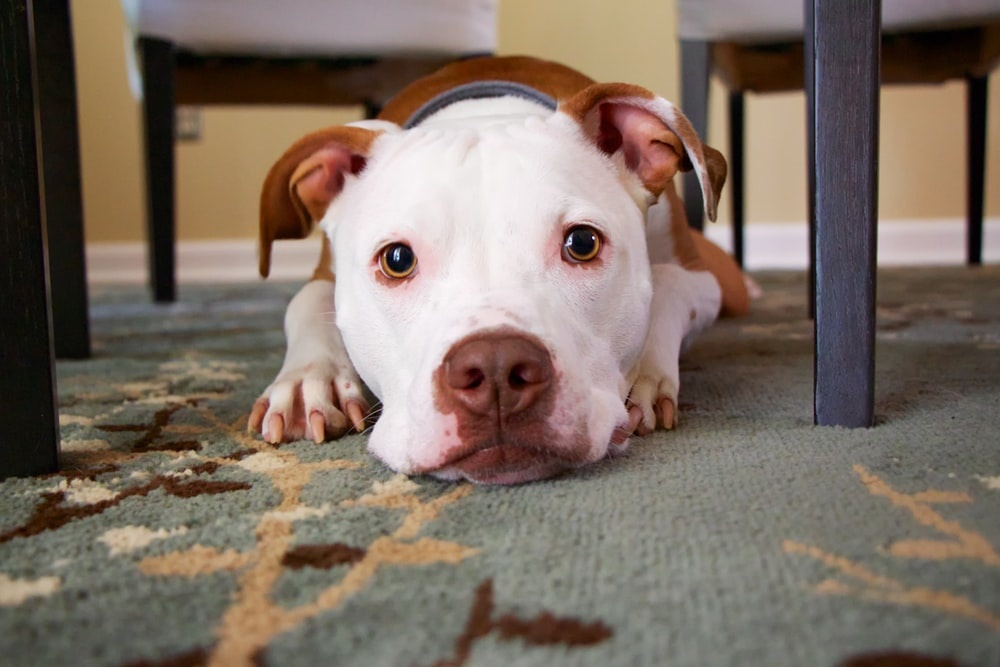 dog.jpg