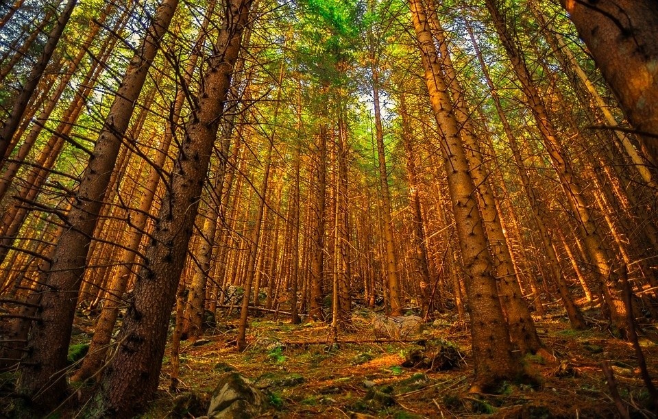 vkb5.forest_jpg.jpg