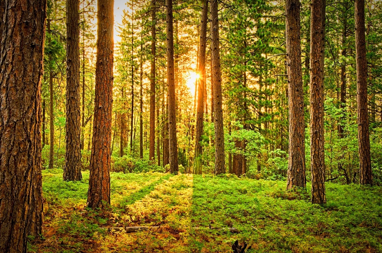 wood forest.jpg