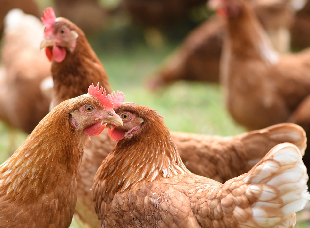 poultry.jpg