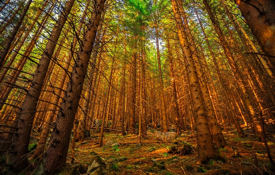 Forest.jpg