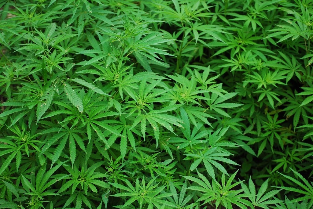 marihuana.jpg