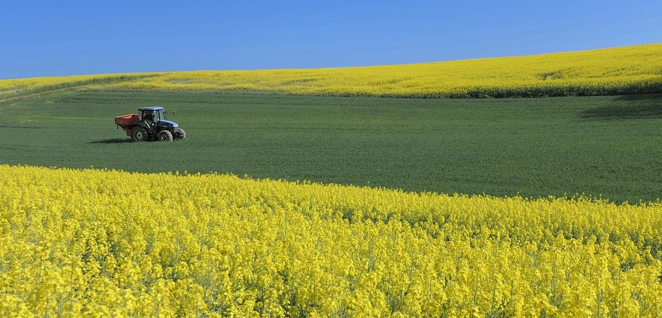 rapeseed-5052582_960_720.jpg