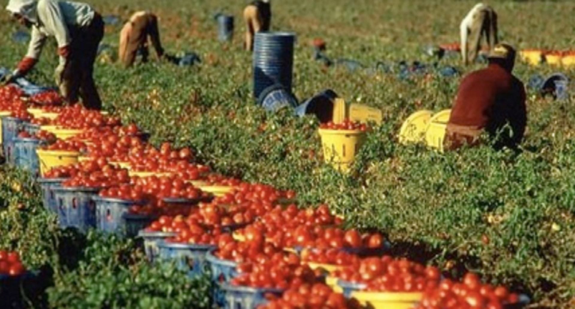 caporalato_raccolta_pomodori.jpg