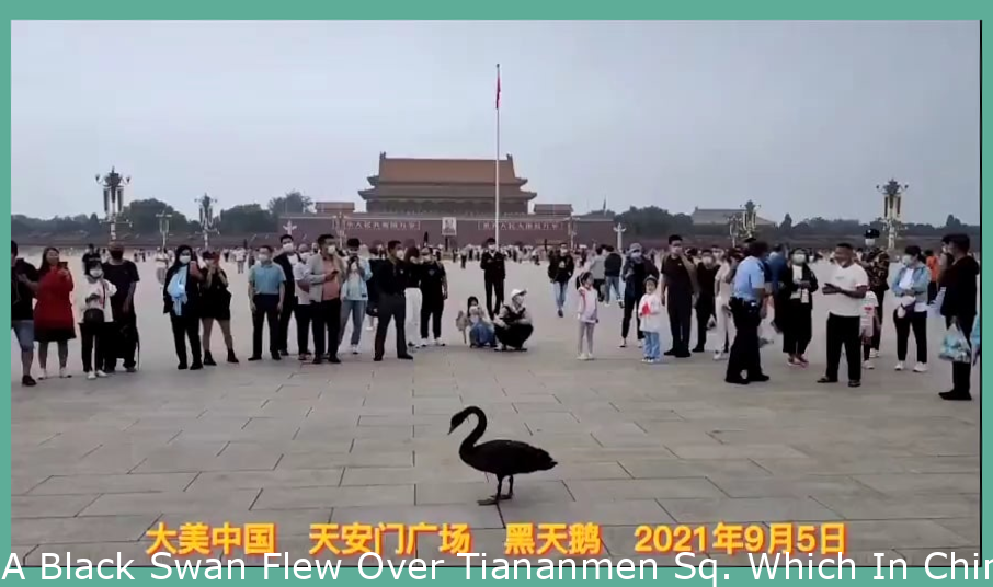 cina.png