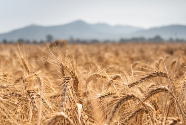 fondi ue agricoltura.jpg