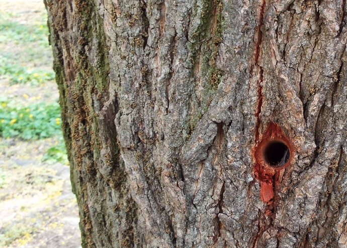 alberi .png