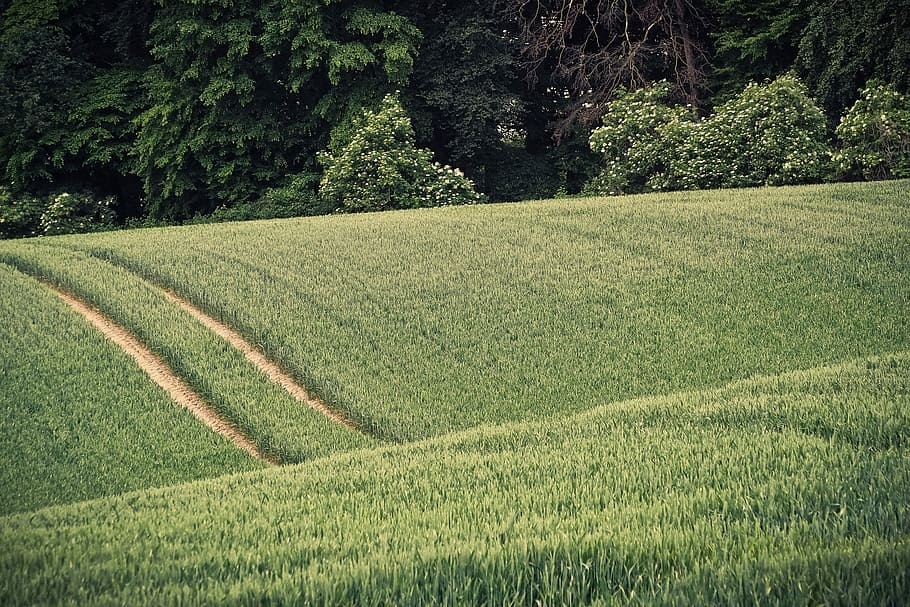 grain-spike-field-nature.jpg
