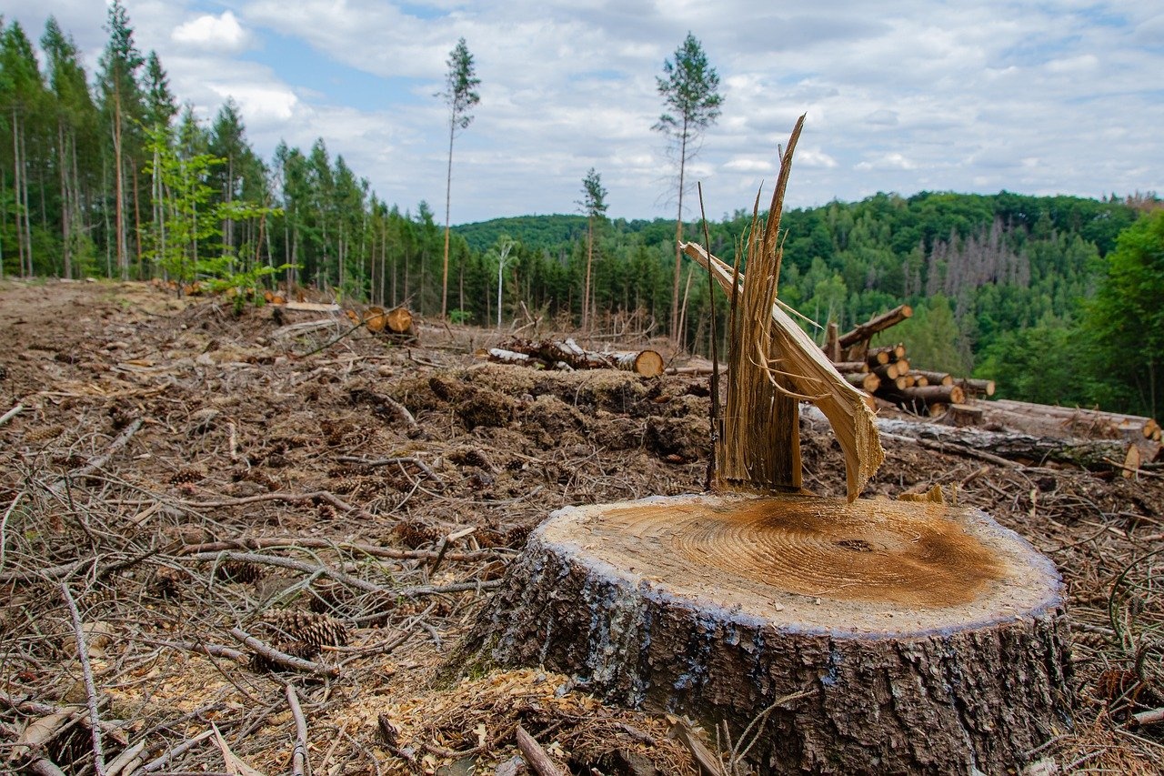 deforestation.jpg