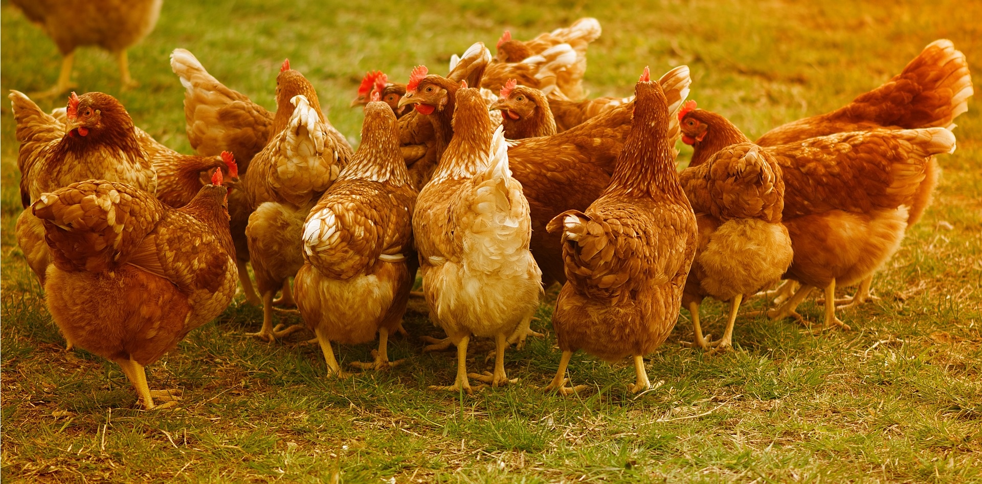 chicken-g62be29503_1920.jpg