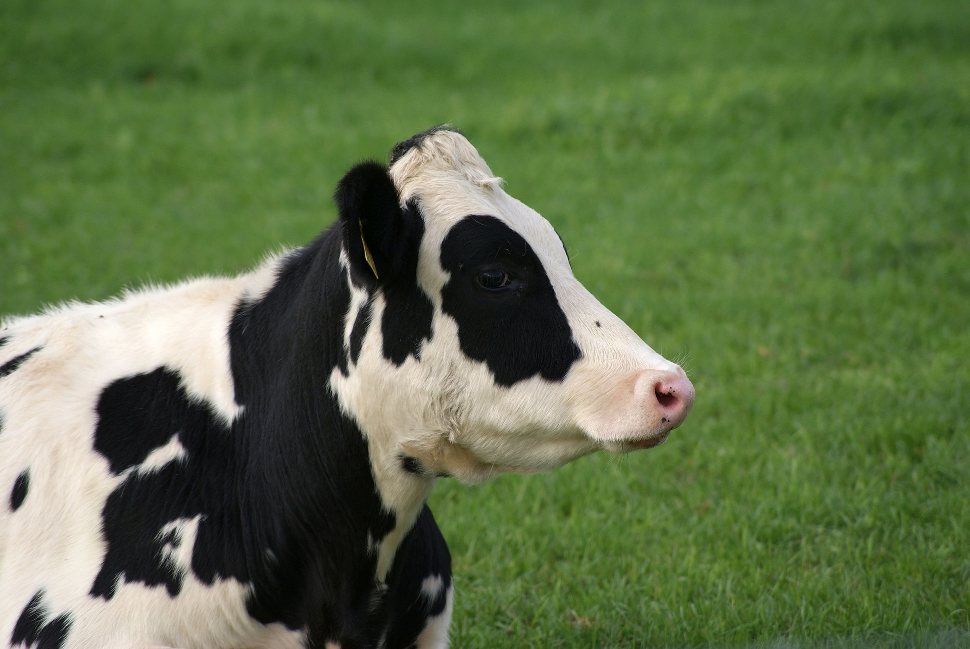 cow-g88425b734_1920.jpg