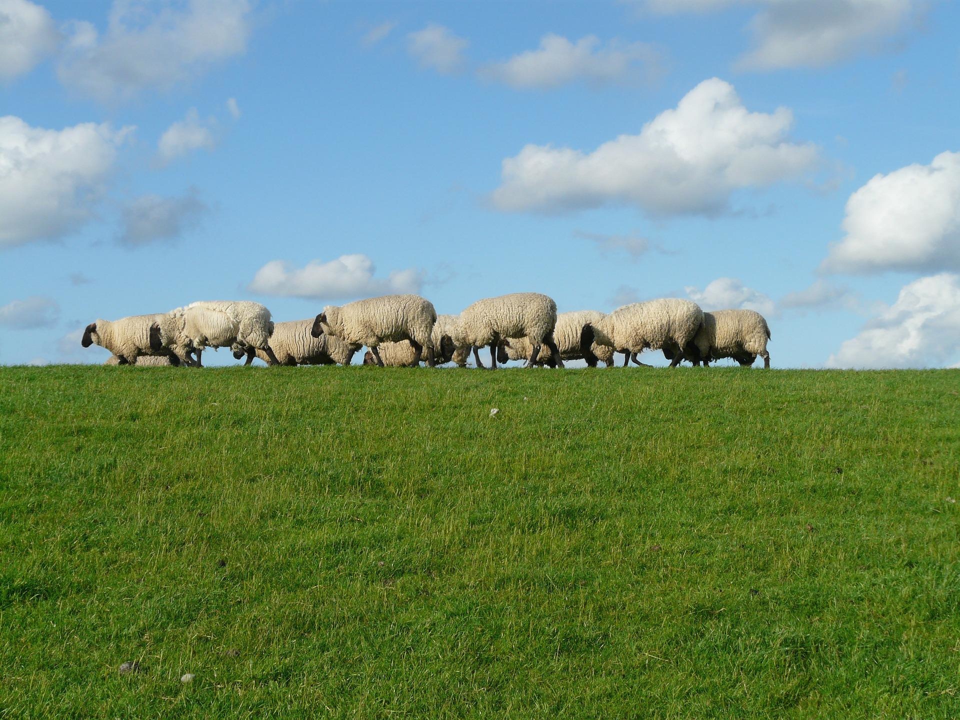 flock-of-sheep-g0d824ae4d_1920.jpg