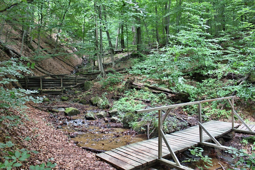 forests.jpg